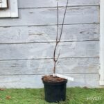 Acer palmatum 'Skeeter's Broom' - Érable du Japon