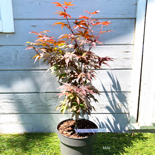 Acer palmatum 'Twombly's Red Sentinel' - Érable du Japon