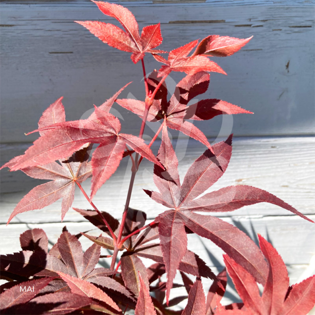 Acer palmatum 'Twombly's Red Sentinel' - Érable du Japon