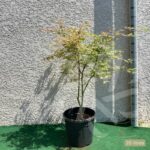 Acer palmatum 'Ukigumo' - Érable du Japon
