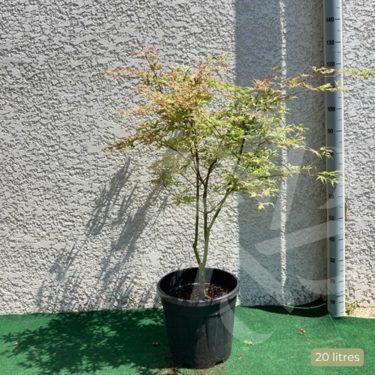 Acer palmatum 'Ukigumo' - Érable du Japon