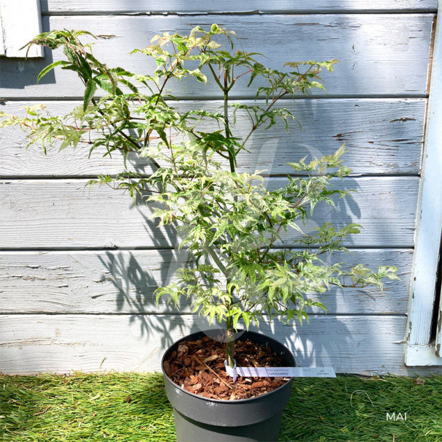 Acer palmatum 'Ukigumo' - Érable du Japon