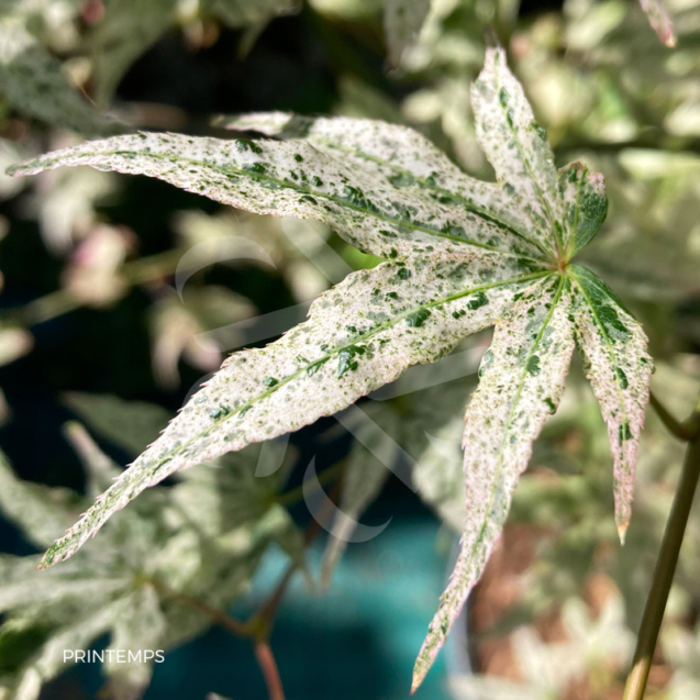 Acer palmatum 'Ukigumo' - Érable du Japon