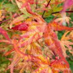 Acer palmatum 'Ukigumo' - Érable du Japon