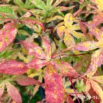 Acer palmatum 'Ukigumo' - Érable du Japon