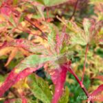 Acer palmatum 'Ukigumo' - Érable du Japon