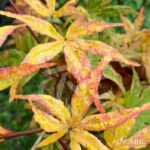 Acer palmatum 'Ukigumo' - Érable du Japon