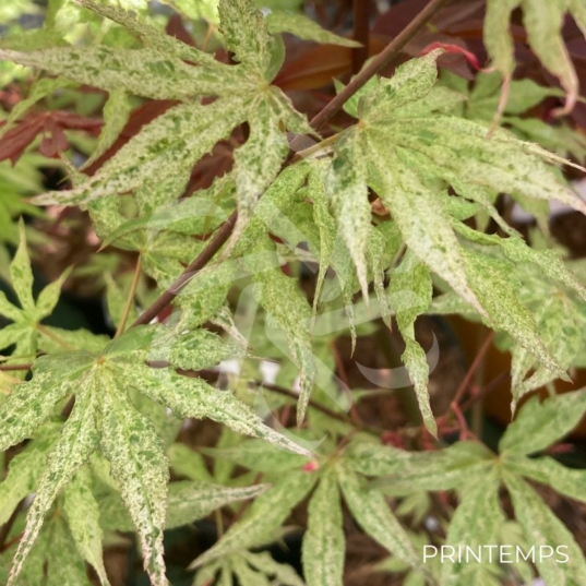 Acer palmatum 'Ukigumo' - Érable du Japon