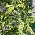 Acer palmatum 'Ukigumo' - Érable du Japon