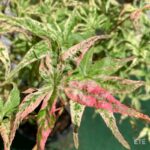 Acer palmatum 'Ukigumo' - Érable du Japon