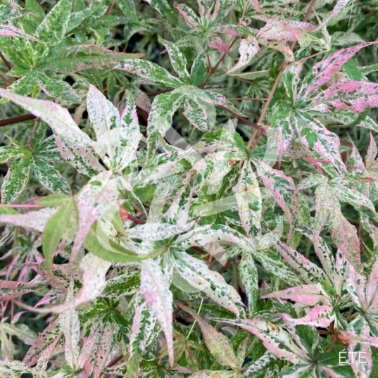 Acer palmatum 'Ukigumo' - Érable du Japon