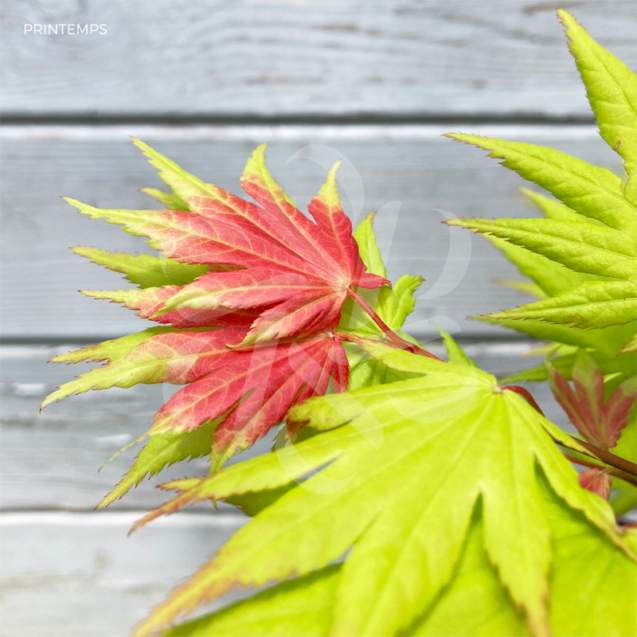 Acer Shirasawanum Autumn Moon - Érable du Japon