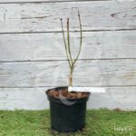 Acer shirasawanum 'Jordan' - Érable du Japon