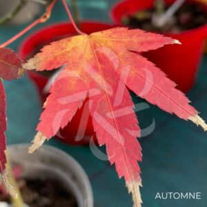Acer oliverianum 'Nakahara Beni' - Érable du Japon