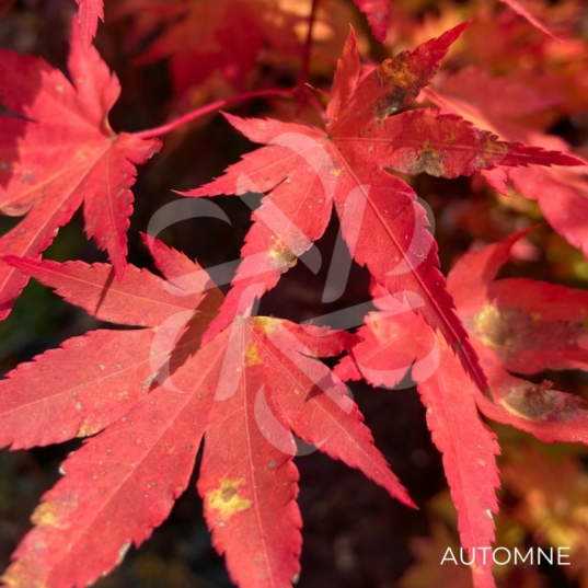 Acer palmatum 'Brown Sugar' - Érable du Japon