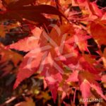 Acer palmatum 'Brown Sugar' - Érable du Japon