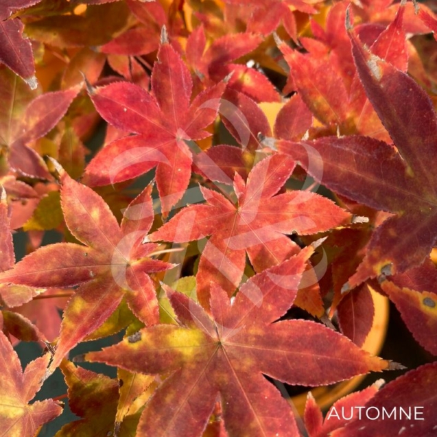 Acer palmatum 'Chuzen Ji' - Érable du Japon