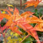 Acer palmatum 'Chuzen Ji' - Érable du Japon