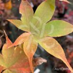 Acer palmatum 'Chuzen Ji' - Érable du Japon