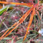 Acer palmatum 'Enkan' - Érable du Japon