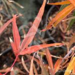 Acer palmatum 'Enkan' - Érable du Japon