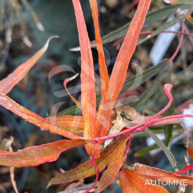 Acer palmatum 'Enkan' - Érable du Japon