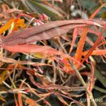 Acer palmatum 'Enkan' - Érable du Japon