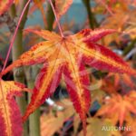 Acer palmatum 'Hama Otome' - Érable du Japon