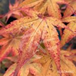 Acer palmatum 'Hama Otome' - Érable du Japon