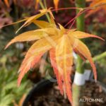 Acer palmatum 'Hama Otome' - Érable du Japon