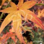 Acer palmatum 'Hama Otome' - Érable du Japon