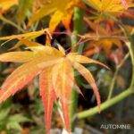 Acer palmatum 'Hama Otome' - Érable du Japon
