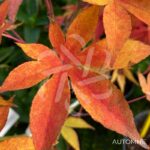 Acer palmatum 'Kenbu' - Érable du Japon