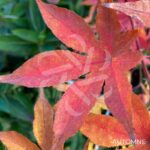 Acer palmatum 'Kenbu' - Érable du Japon