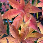 Acer palmatum 'Kenbu' - Érable du Japon