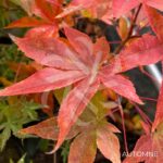 Acer palmatum 'Kenbu' - Érable du Japon