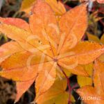 Acer palmatum 'Korin' - Érable du Japon