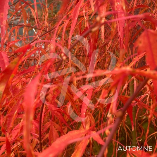 Acer palmatum 'Koto-no-Ito' - Érable du Japon