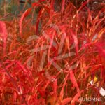 Acer palmatum 'Koto-no-Ito' - Érable du Japon