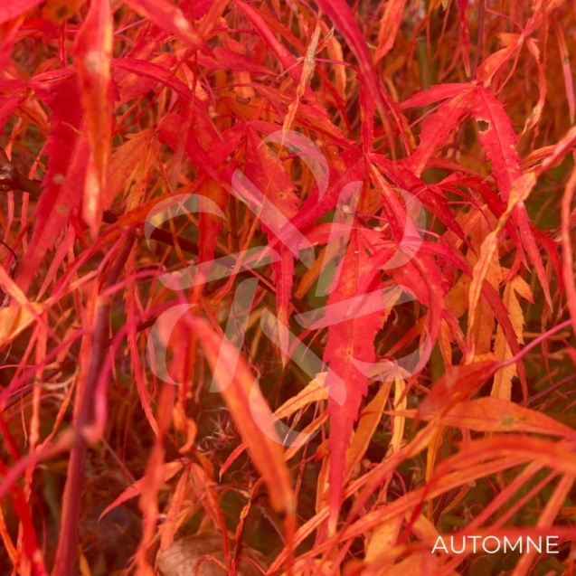 Acer palmatum 'Koto-no-Ito' - Érable du Japon