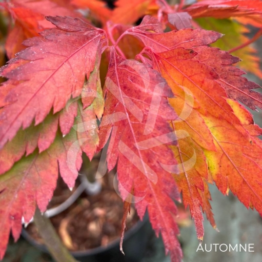 Acer palmatum 'Mino Gasa' - Érable du Japon