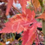 Acer palmatum 'Mino Gasa' - Érable du Japon