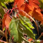 Acer palmatum 'Mino Gasa' - Érable du Japon