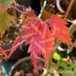 Acer palmatum 'Mino Gasa' - Érable du Japon