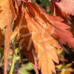Acer palmatum 'Mino Gasa' - Érable du Japon