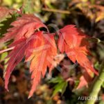 Acer palmatum 'Mino Gasa' - Érable du Japon