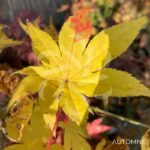 Acer Palmatum 'Nomura Koyo' - Érable du Japon