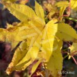 Acer Palmatum 'Nomura Koyo' - Érable du Japon