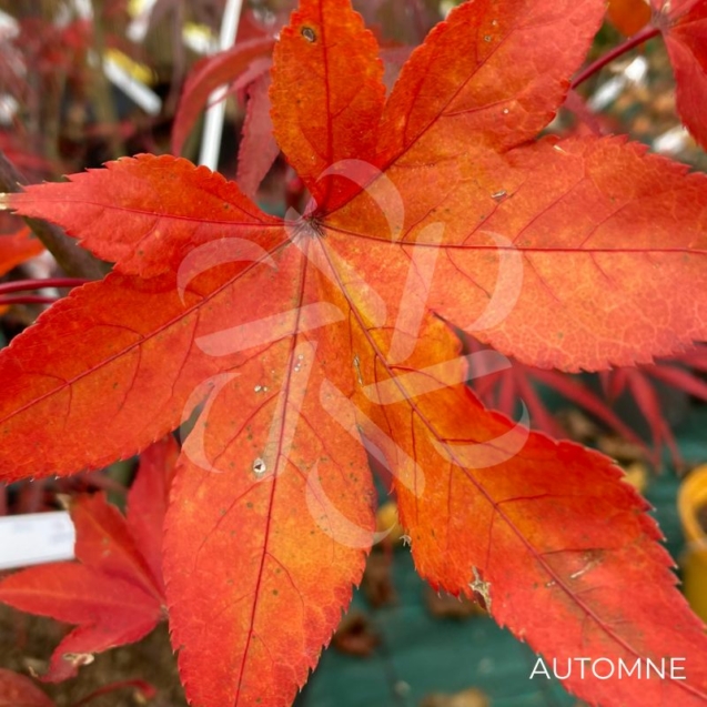Acer palmatum 'Osakazuki' - Érable du Japon