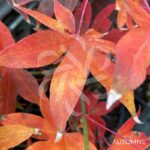 Acer palmatum 'Osakazuki' - Érable du Japon